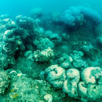 Broken and dead coral will be recycled to help protect and grow the Great Barrier Reef.